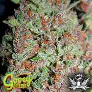 Gooeybreeder Seeds Lemendhaze